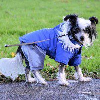 Dogs' Needs