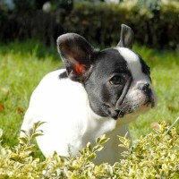 Dog News