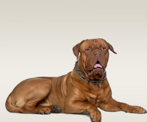 Stafford shire Bull