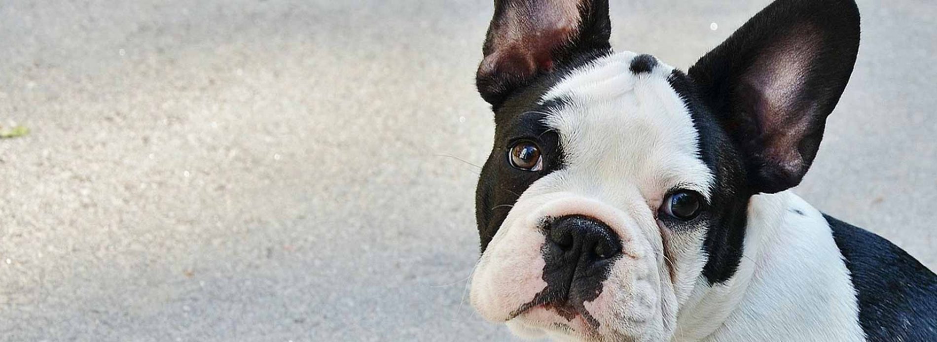 How to calm a dog down